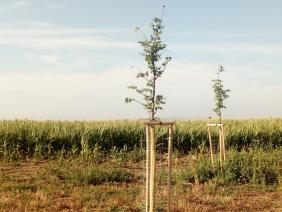 Extravilánová zeleň