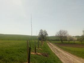 Ovocné stromy v k. ú. Bedřichovice